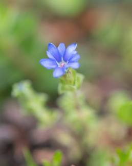 Sikkim plant (Gentiana)