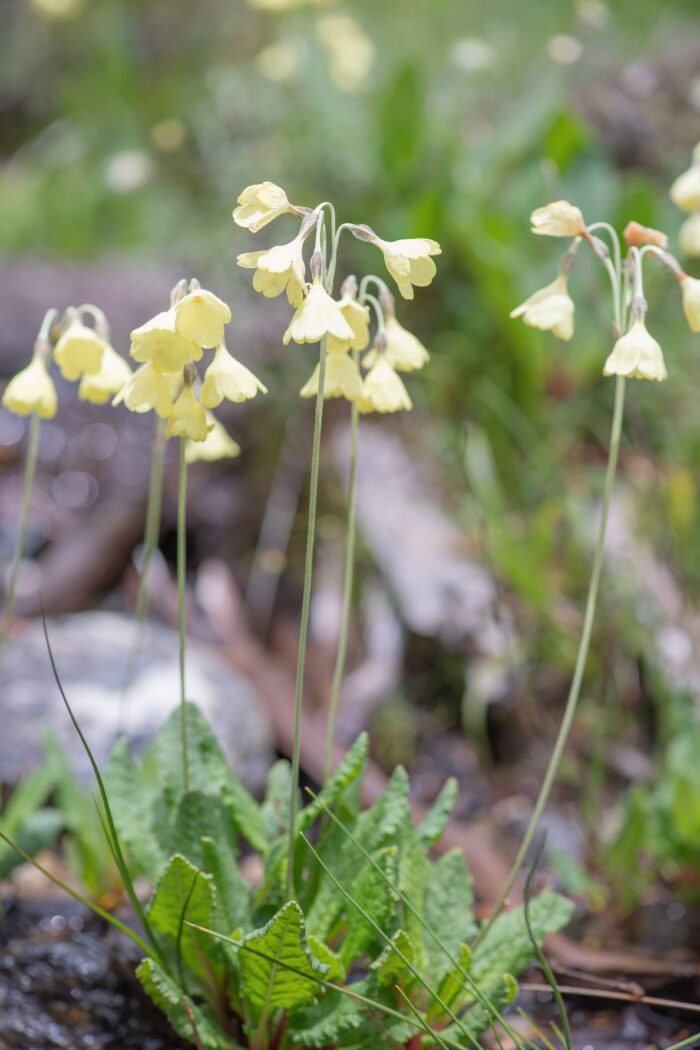 Sikkim Cowslip (Primula sikkimensis)