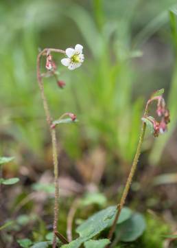 Micranthes pallida