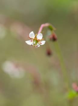 Micranthes pallida