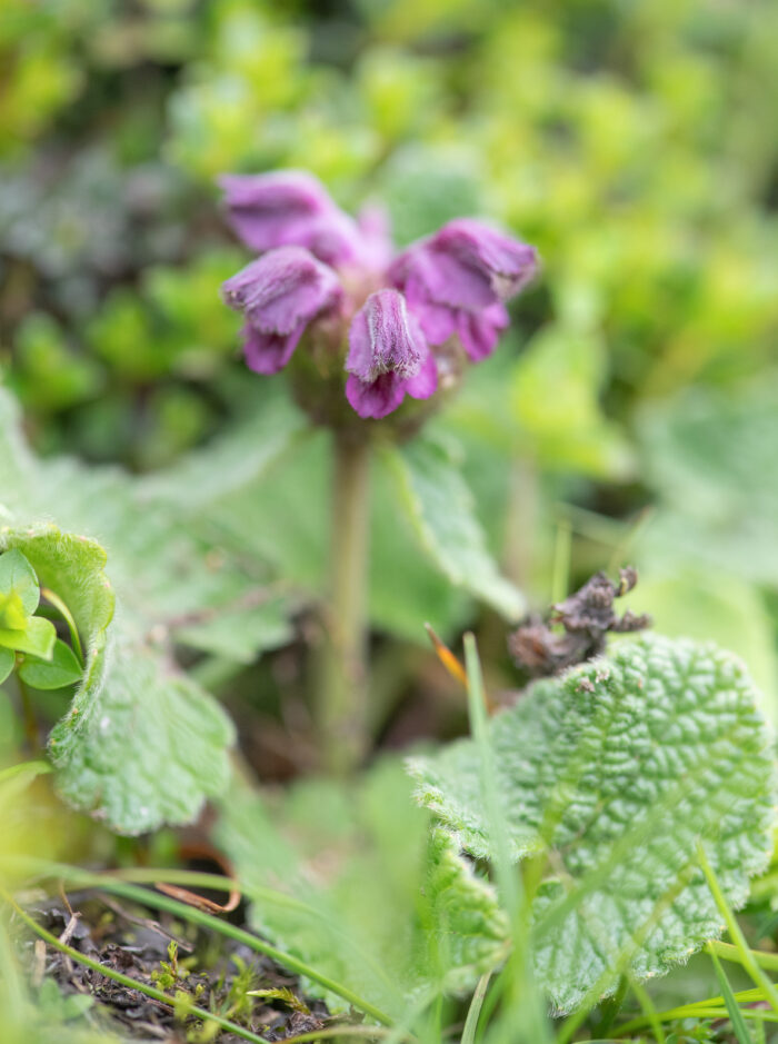 Tibetan Torchwort (Phlomoides tibetica)