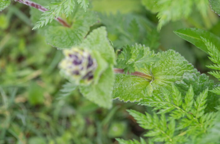 Sikkim plant (Lamiaceae)