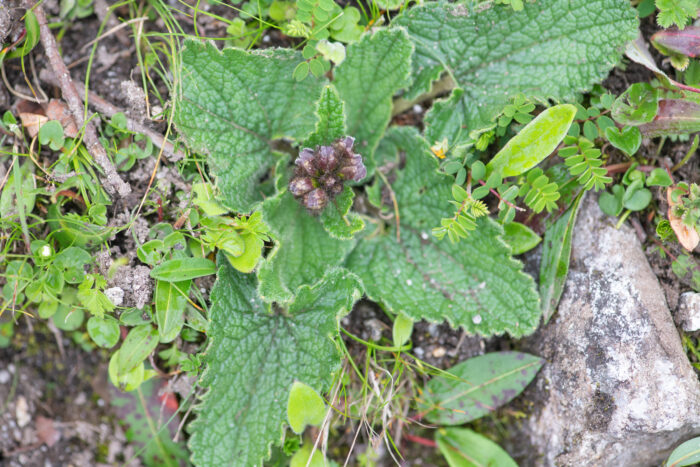 Tibetan Torchwort (Phlomoides tibetica)