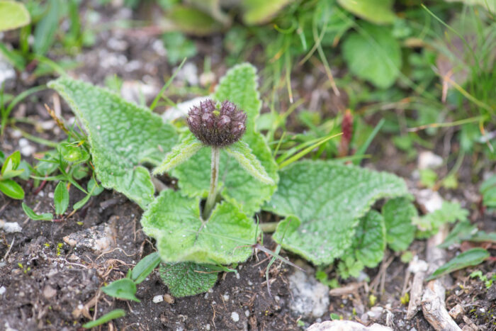 Tibetan Torchwort (Phlomoides tibetica)