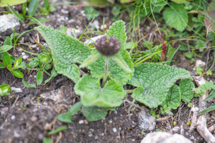 Tibetan Torchwort (Phlomoides tibetica)