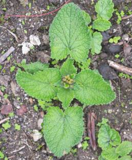 Tibetan Torchwort (Phlomoides tibetica)