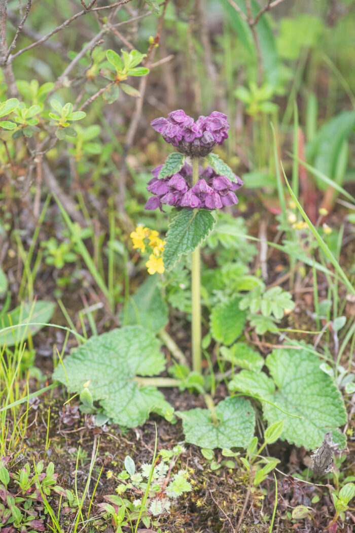 Tibetan Torchwort (Phlomoides tibetica)