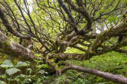 Rhododendron forest in Sikkim