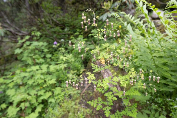 Thalictrum cultratum