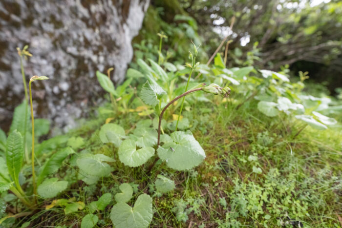 Ligularia hookeri