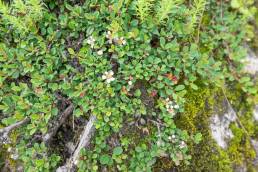 Rockspray Cotoneaster (Cotoneaster microphyllus)