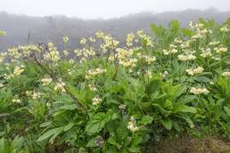 Sikkim Cowslip (Primula sikkimensis)