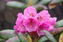 Rhododendron aeruginosum