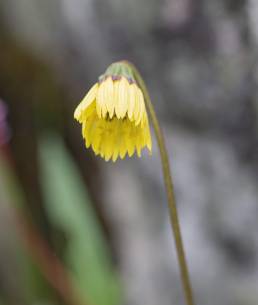 Cremanthodium decaisnei