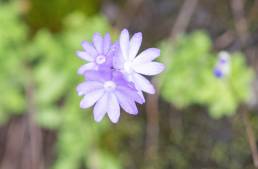 Primula primulina