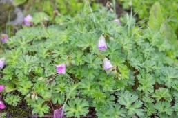 Geranium donianum