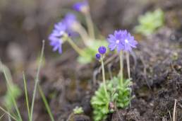 Primula primulina