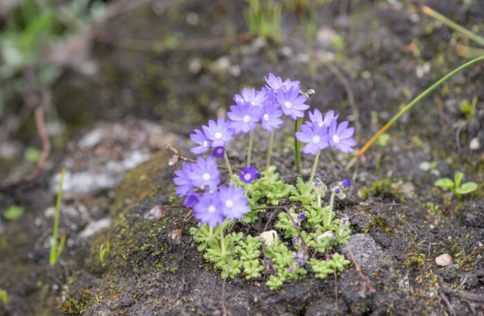 Primula primulina