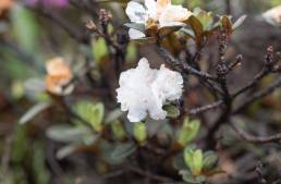 Rhododendron anthopogon