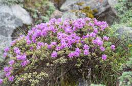 Rhododendron setosum