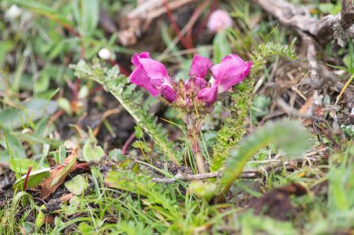 Sikkim plant (Pedicularis)