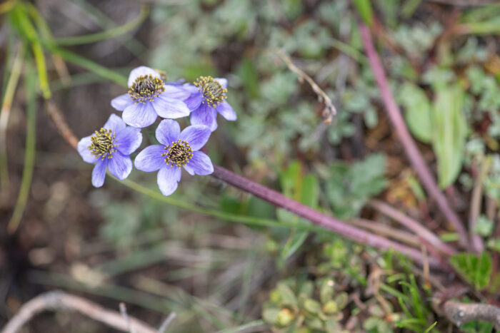 Sikkim plant (Anemone)