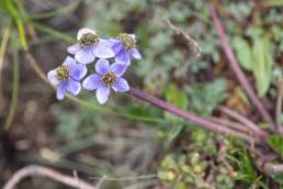 Sikkim plant (Anemone)