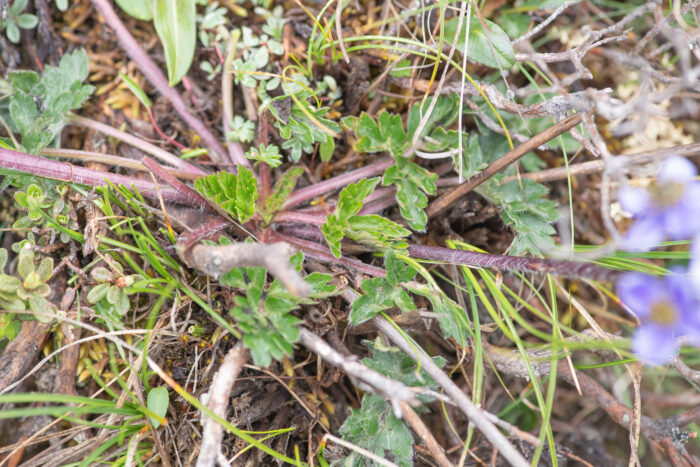 Sikkim plant (Anemone)