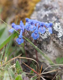 Sikkim plant (Corydalis)