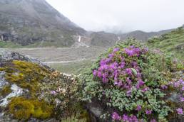 Rhododendron setosum