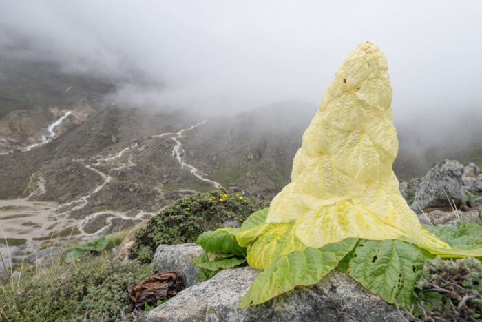 Sikkim Rhubarb (Rheum nobile)