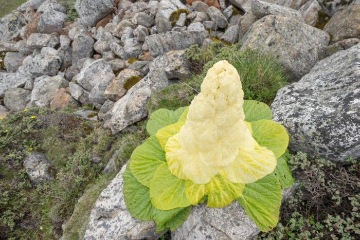 Sikkim Rhubarb (Rheum nobile)