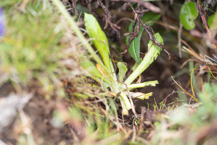 Sikkim plant (Muscarioides)