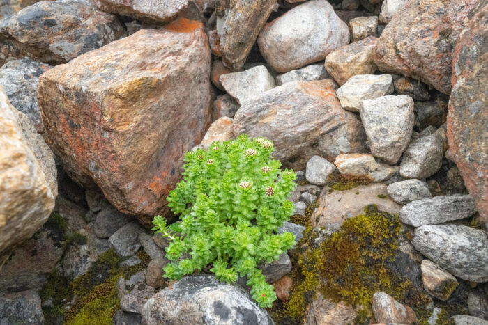 Rhodiola crenulata