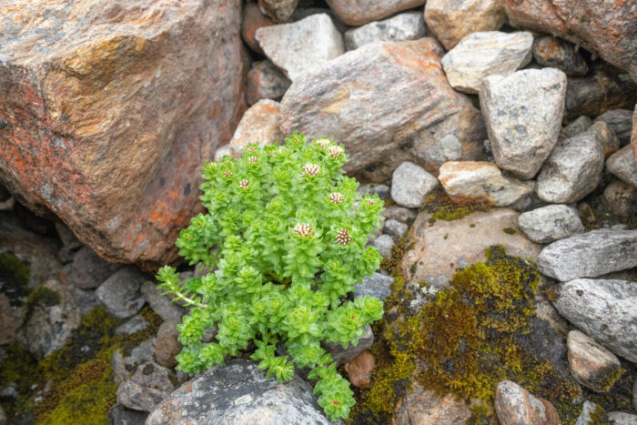 Rhodiola crenulata