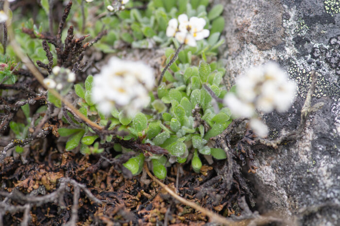 Sikkim plant…</p><hr class=