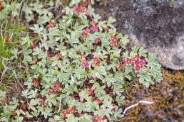 Potentilla purpurea