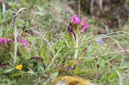 Sikkim plant (Pedicularis)