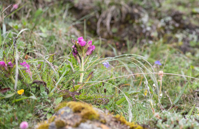 Sikkim plant (Pedicularis)