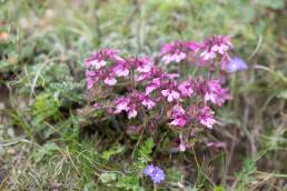 Sikkim plant (Pedicularis)