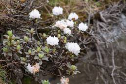 Rhododendron anthopogon