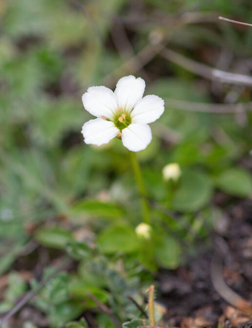 Sikkim plant (Parnassia)