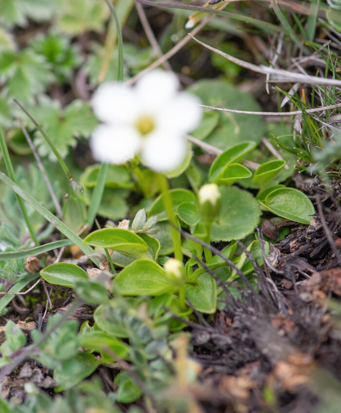 Sikkim plant (Parnassia)