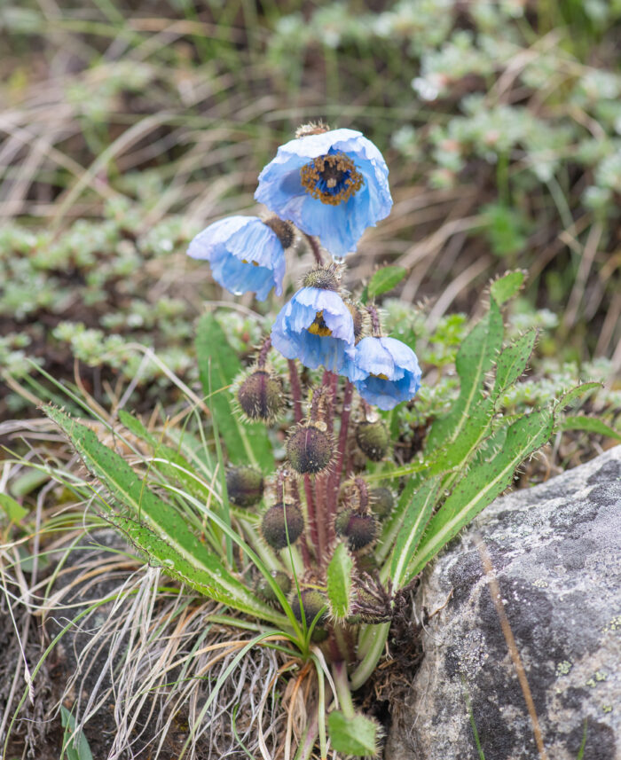 Prickly Blue Poppy (Meconopsis horridula)