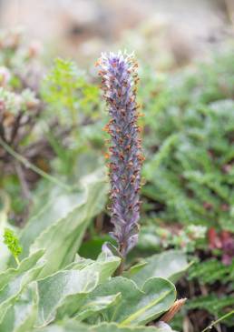 Lagotis kunawurensis var. sikkimensis