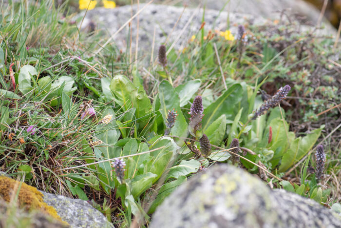 Lagotis kunawurensis var. sikkimensis