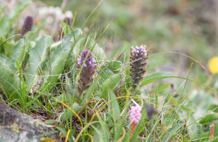 Lagotis kunawurensis var. sikkimensis