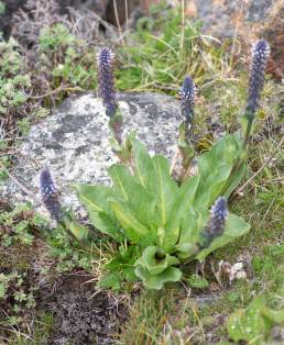 Lagotis kunawurensis var. sikkimensis