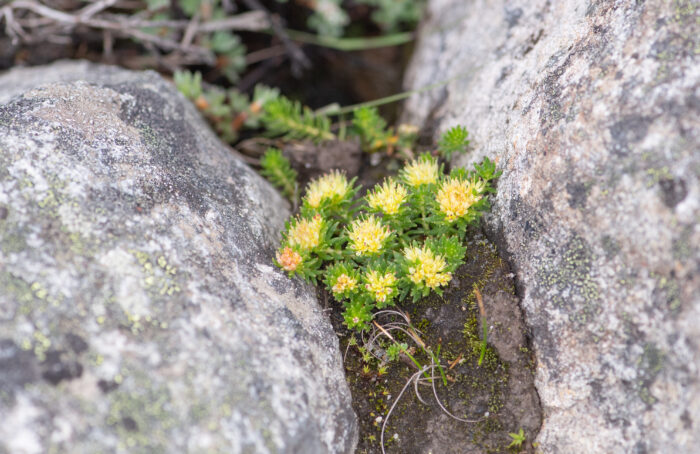 Sikkim plant (Rhodiola)