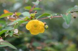 Hypericum hookerianum